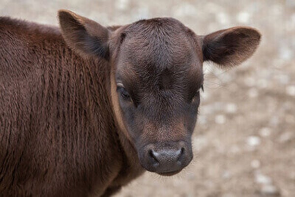 JOSERA Dahomey, dwarf cattle