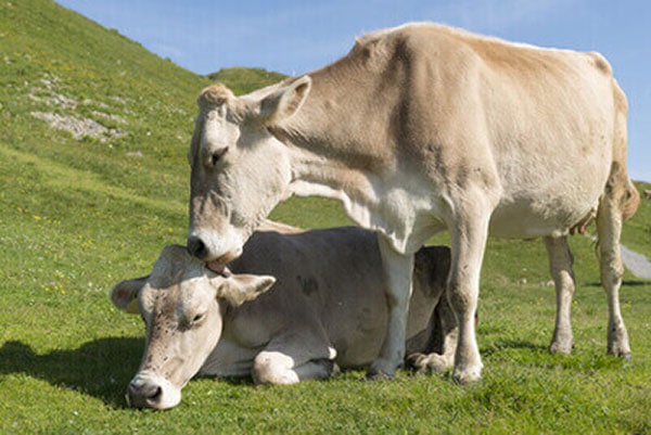 JOSERA German brown cattle