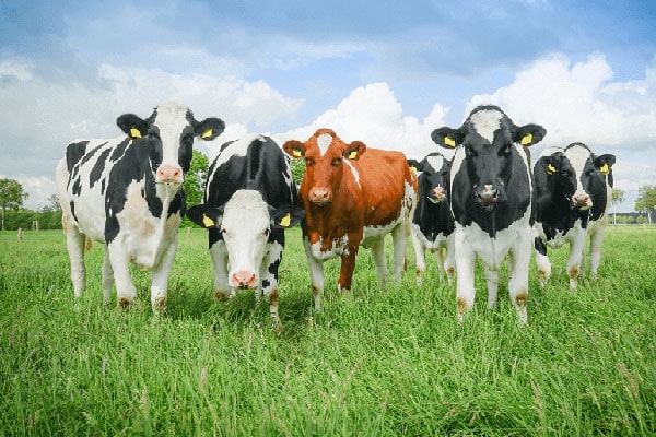 JOSERA cattle standing in the pasture