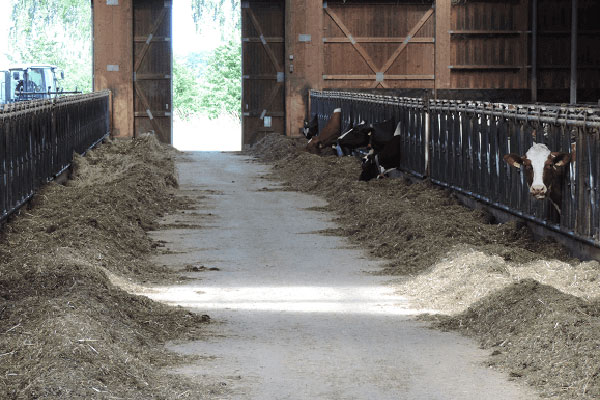 Total mixed ration vs. partial mixed ration for cattle