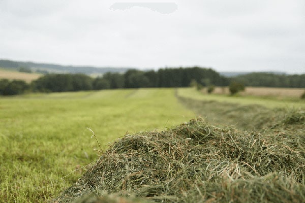 JOSILAC - Satisfying milk quantities with high-quality feed