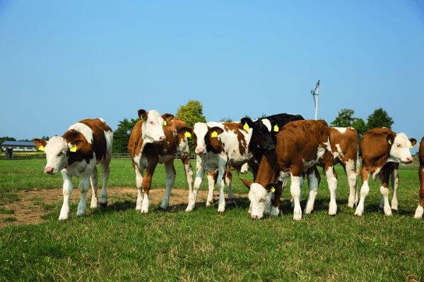What to do with young cattle – rear them yourself, outsource the rearing or purchase?