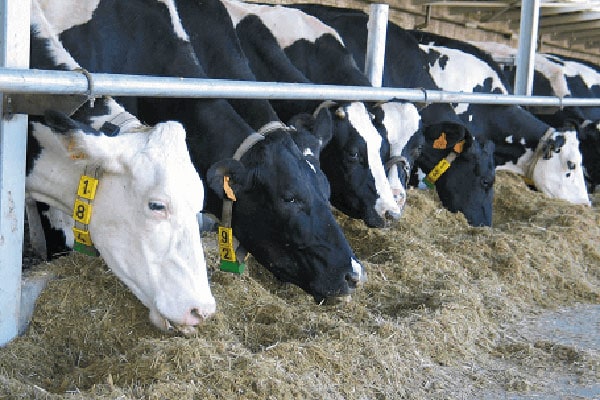 Future-oriented feeding – GMO free