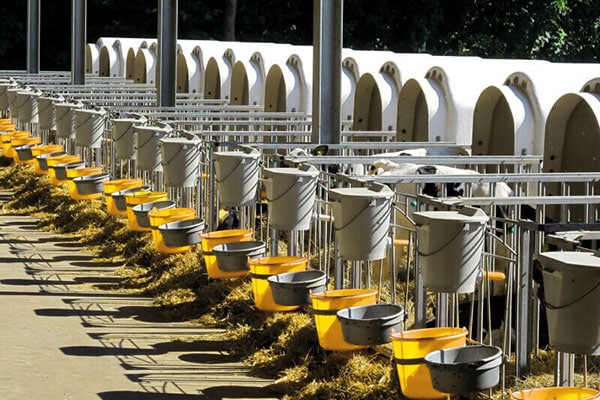 Dry Calf TMR A recipe for successful calf-rearing!