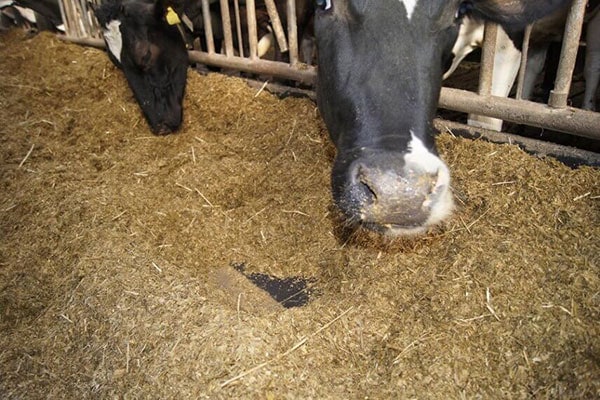 JOSERA cattle, tunneling in fresh feed