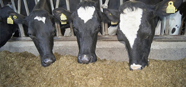 JOSERA Cattle eat the ration from the top
