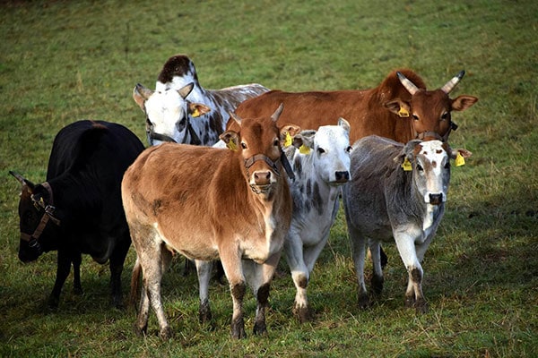 JOSERA Dwarf Zebu