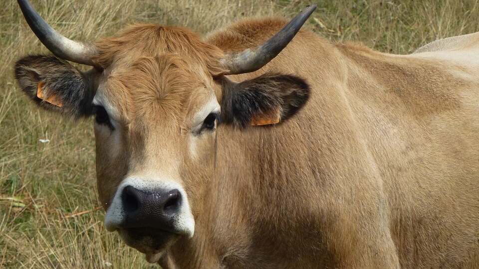 JOSERA Aubrac cow standing on pasture