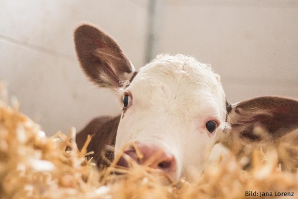JOSERA Calf